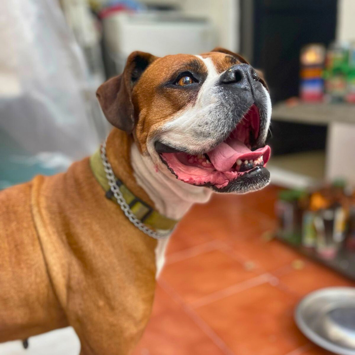Canela