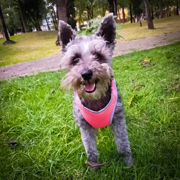 Mirrus