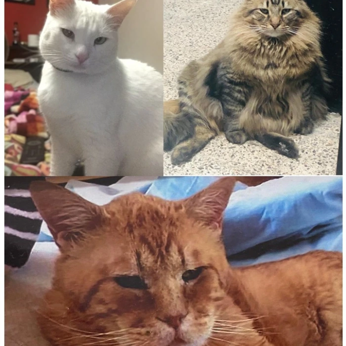 PANCHITO, DASHA Y PEQUEÑA